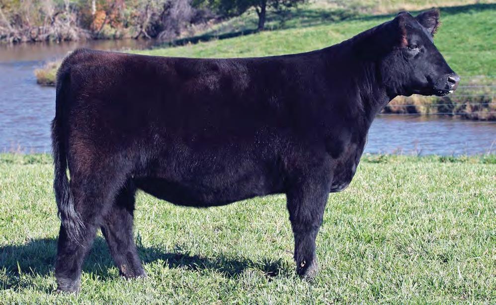 6 MISS LOCK N LOAD 374 BD: Spring 2013 3/4 Simmi SIRE: REMINGTON LOCK N LOAD DAM: STRESS FREE AI: 5.25 to Pays To Believe PE: Brigade Here s one of the special features!