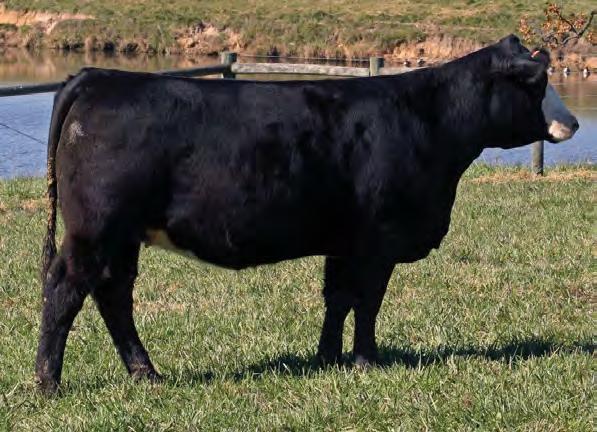 8 MISS JACKIE BD: Spring 2014 PB SImmi ASA #3030624 SIRE: ONE EYED JACK DAM: EBONY TRADEMARK AI: 5.30 to Brigade PE: Brigade A very productive purebred cow that has done a great job for us.