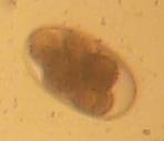developed immunity against the parasites and are therefore more likely to show effects of parasitism. Tapeworm species were identified in 34.56% of samples.