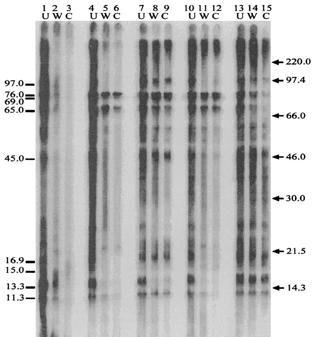 562 FREELAND ET AL. CLIN. DIAGN. LAB. IMMUNOL. TABLE 2. Summary of Bartonella antibody reactivity in 601 shelter cats Molecular mass (kda) No. reactive FIG. 4. Immunoabsorption.
