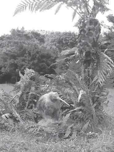 long edge was at 90 o to the points (C and D in Fig. 2) where dogs would be released on trials. Half of the length of the burrow was covered by plastic netting and fern leaves (see Fig. 3).