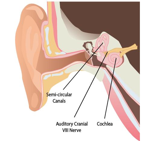 Hearing and balance functions of the inner ear The cochlea is the hearing part of the inner ear, The semicircular