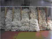 Shearing Implications In speaking to wool buyers for advice on clip preparation and changes to shed practices, their view was that the classer should focus on differences in uniformity of style,