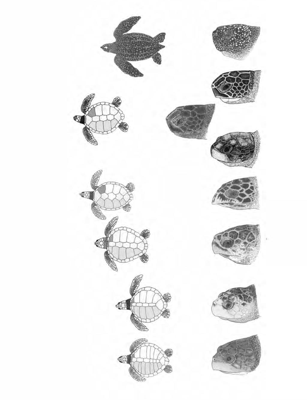 IDENTIFICATION OF SEA TURTLES Hard carapace (shell) with large scutes (shell plates) 5 or more costal (lateral) scutes; first costal scute touches nuchal 4 costal (lateral) scutes; first costal scute