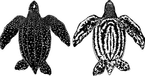 INTRODUCTION Leatherback turtle: dorsal (left) and ventral (right) view Common name: Leatherback turtle Scientific name: Dermochelys coriacea Distribution: All oceans, sub-arctic to tropical waters