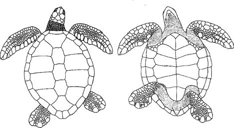 INTRODUCTION Green turtle: dorsal (left) and ventral (right) view Common name: Green turtle Scientific name: Chelonia mydas Distribution: Tropical and subtropical waters Nests on: Tropical beaches