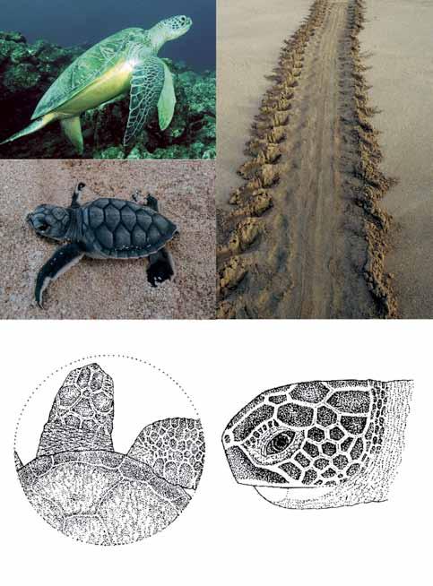 INTRODUCTION Clockwise from top-left: An adult green; An adult green s tracks;