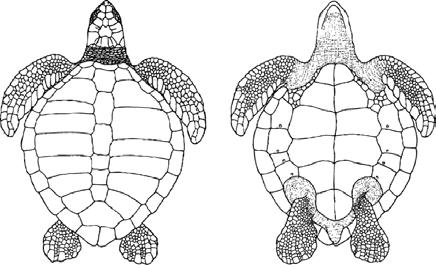 INTRODUCTION Olive ridley turtle: dorsal (left) and ventral (right) view Common name: Olive ridley turtle Scientific name: Lepidochelys olivacea Distribution: Tropical waters worldwide Nests on: