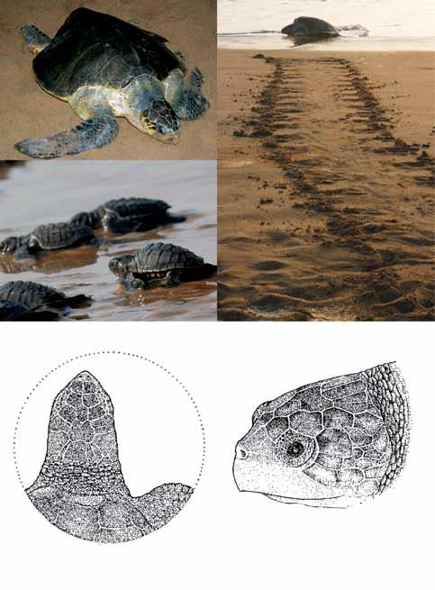 INTRODUCTION Clockwise from top-left: An adult olive ridley; An adult olive ridley s tracks;