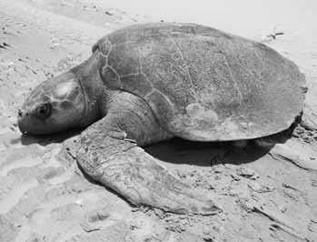 INTRODUCTION 1.3.4. Other sea turtles of the world The Kemp s ridley (Lepidochelys kempii) turtle is also known as the Atlantic ridley turtle and is found in the Atlantic Ocean and the Gulf of Mexico.