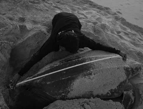 Research and Monitoring Measurement of a leatherback carapace length 2.6.3. Weighing sea turtles Though body mass is an important variable, it is often difficult to weigh adult turtles.
