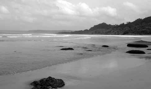 Research and Monitoring A leatherback nesting beach in Little Andaman Island b.