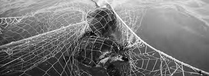 CONSERVATION AND MANAGEMENT Olive ridleys entangled in a fishing net Several thousand turtles are killed in fisheries along the coasts of Orissa, Andhra Pradesh, Tamil Nadu and the Andaman and