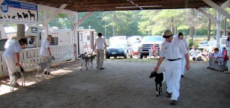 12. Exhibitors are requested to wear white clothing in the show ring. 13.