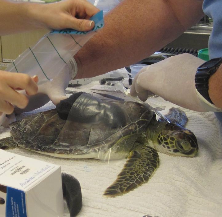 Former LMC patient, Lil Nugget, swallowed a balloon. Hundreds of balloons are collected on Florida beaches.