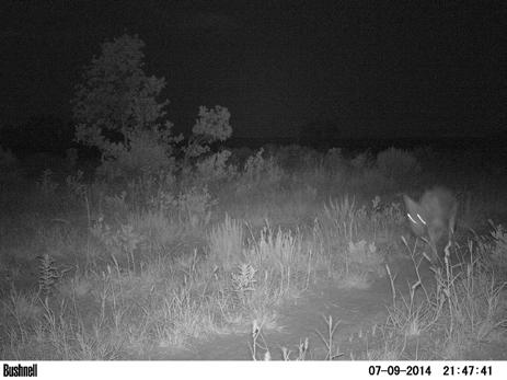 Page 8 of 13 Coyote captured using game cameras at night. Feral hogs and a hawk using game camera.