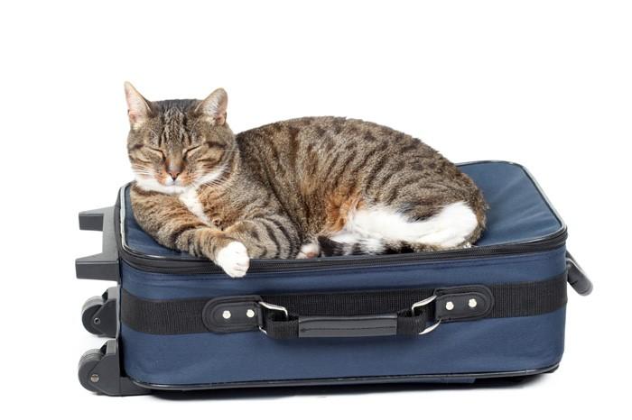 Traveling with a pet involves more than just loading the animal in the back seat and motoring off especially if you will be driving long distances or plan to be away for a long time.