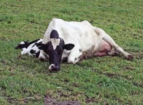 Control and Prevention of Milk Fever Milk fever is an age old disease of both dairy and beef cows but is becoming an ever increasing problem in dairy cows due to increasing yields.