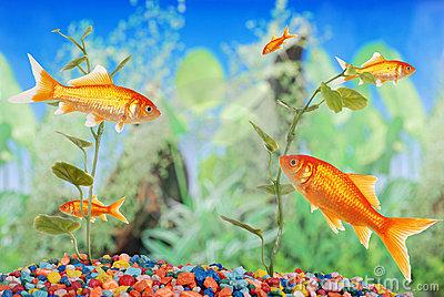 Aquaponics System: A fish tank is an example of an aquaponics ecosystem.