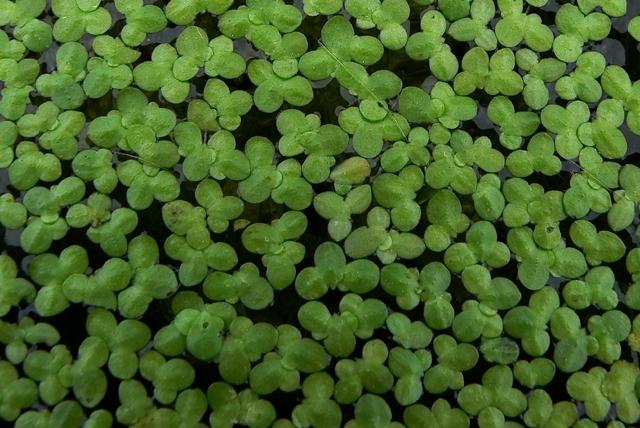 Aquatic Plants: An aquatic plant is a plant that lives in or near water.
