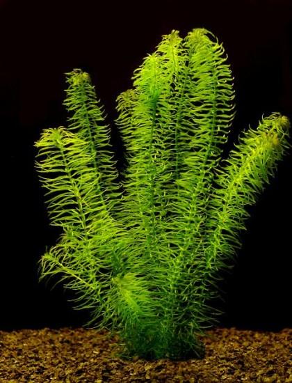 Like all plants, aquatic plants also need energy from a food source, and they utilize photosynthesis to
