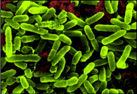 Bacteria: Bacteria are large domain of prokaryotic organisms that demonstrate a wide variety of metabolic types.
