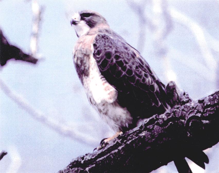 Swainson s hawks nest in tall trees, and use them as lookouts for spotting prey in the grasslands below.