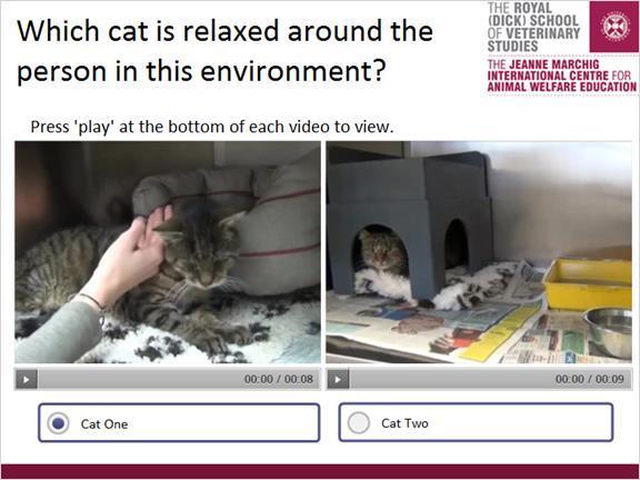 2.8 Which cat is relaxed around the person in this environment?