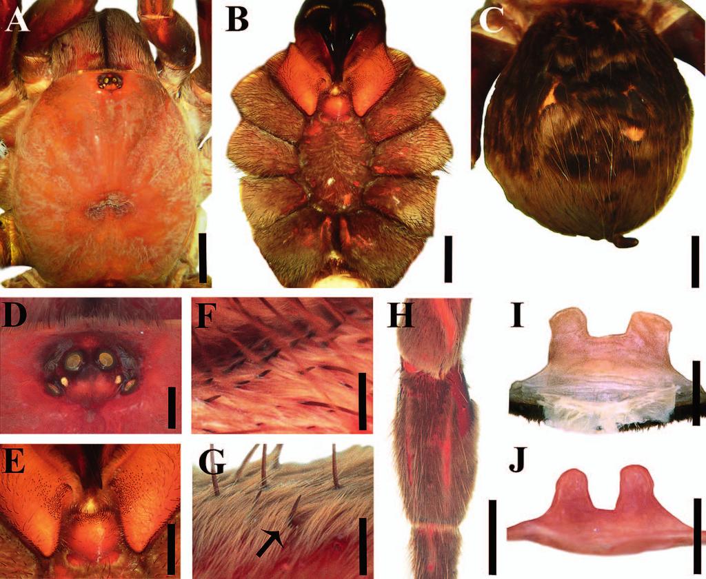 CANDIA-RAMÍREZ & FRANCKE TAXONOMIC REVISION OF CRASSICRUS 75 Figure 7. Crassicrus lamanai female paratypes (AMNH): A. Carapace. B. Prosoma, ventral view. C. Abdomen, dorsal view. D. Ocular tubercle.