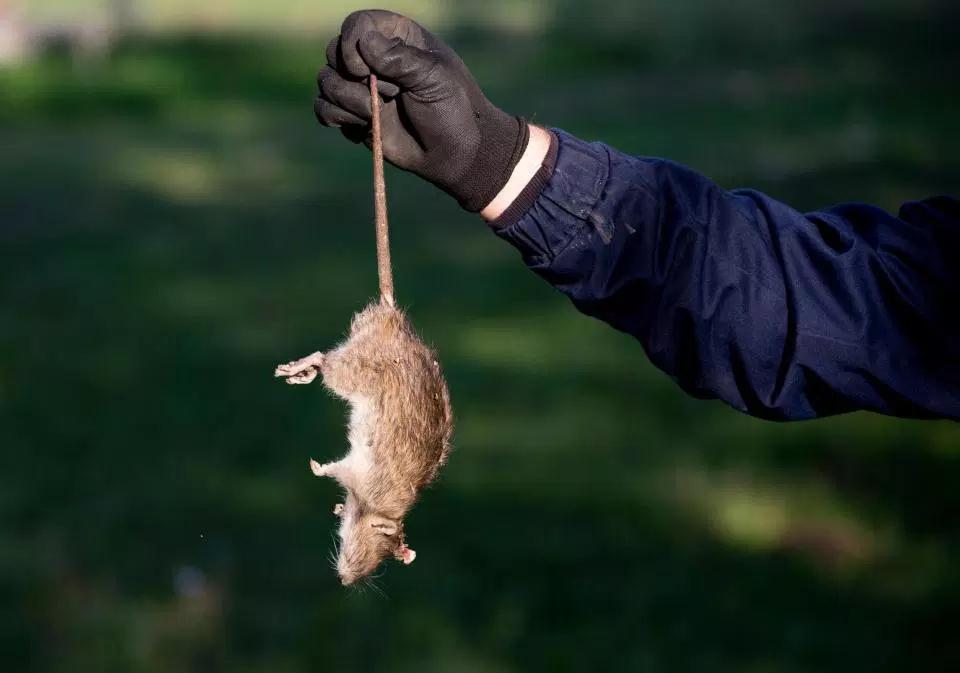 Pest controllers have been catching more rats in recent months And controllers are struggling to cope with the problem - with some