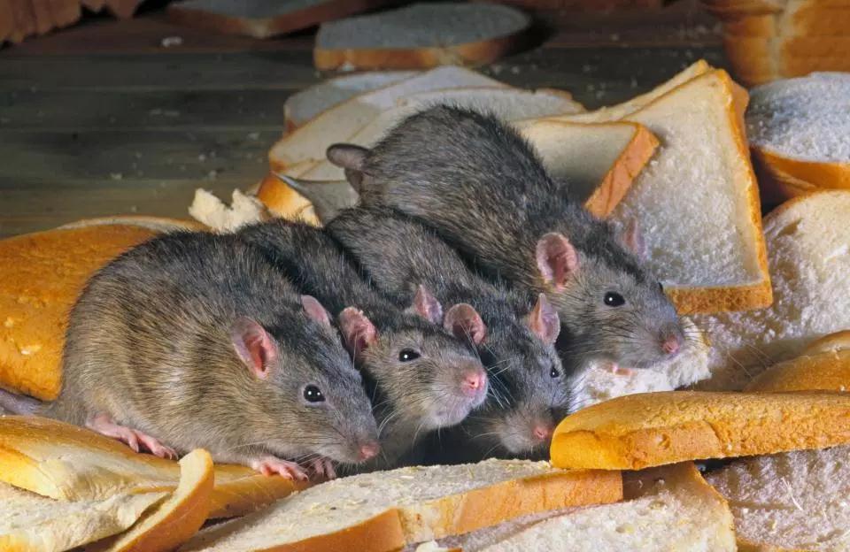 Although, he says, every infestation is different, Andy has gone to numerous houses and businesses that have had between 50-100 rats living and breeding there.