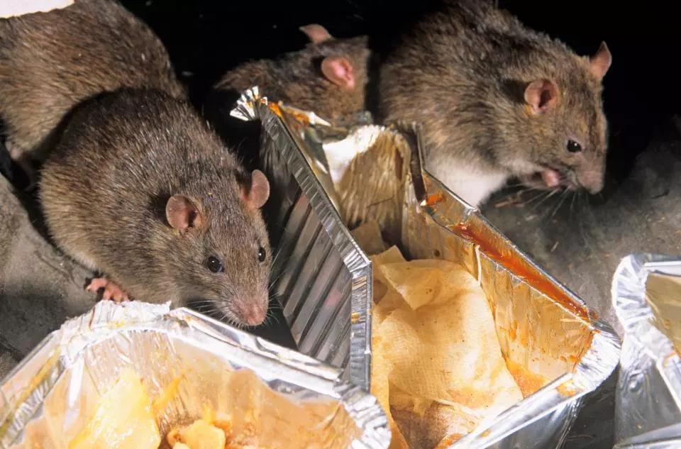 Rats are all over the UK - and with greater access to food they're growing bigger and living longer However, rats in some places - including Central London and the