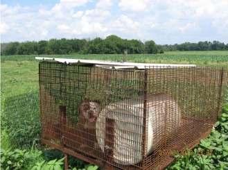 Protect Animals in Large-scale kennels CASE 2: Branch County USDA Breeder Repeat Violator