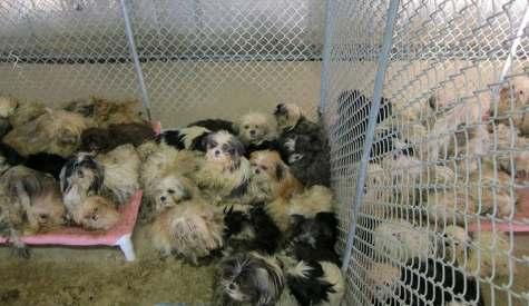 Limit the number of animals Four states have caps limiting the number of intact breeding dogs. The potential for neglect and inadequate care increases significantly with large numbers.