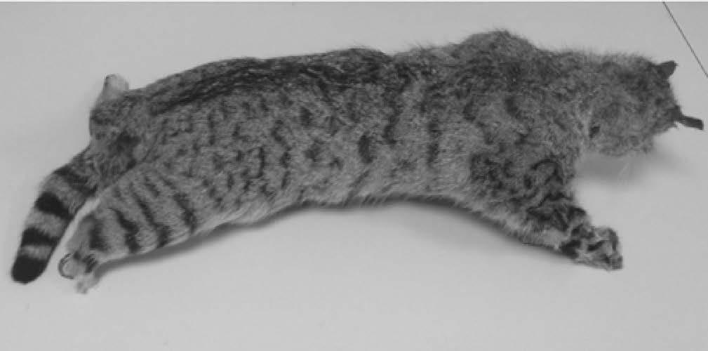 Figure 8. The foot prints of the Lutra lutra (Photograph: K. Toyran) Felis silvestris Schreber, 1777 (Wild Cat) 1777.