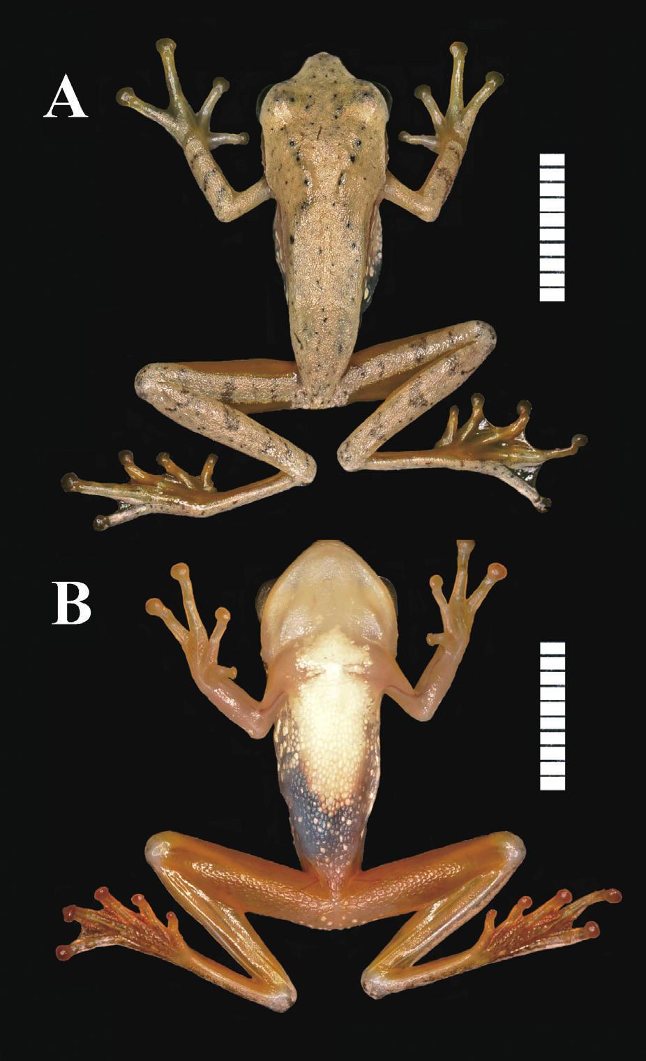 Scale bar in (B) = 10 mm, (A) not to scale. Fig. 3. (A) Dorsal and (B) ventral views of female holotype (KUHE 35084) of Gracixalus seesom sp. nov. in anesthetized state.