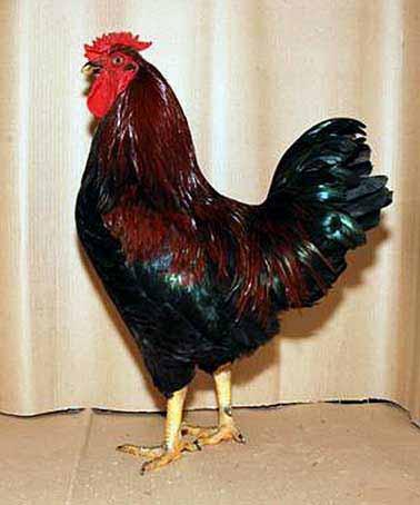 ) The entered cock was a black-red and the hen was black.