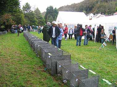 Sale of over 200 Call Ducks By: Denise Moss and Rinke Berkenbosch Saturday 13th October 2007 there was a very special event in the village of Solva in Wales (UK).