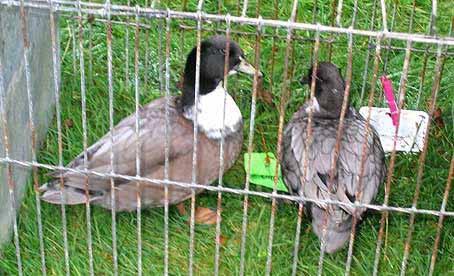 Above: Callducks in Blue bibbed (L) and Magpie(R). Left: British Call Duck Club Display.