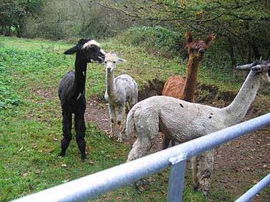 Photo above right: Alpacas which have