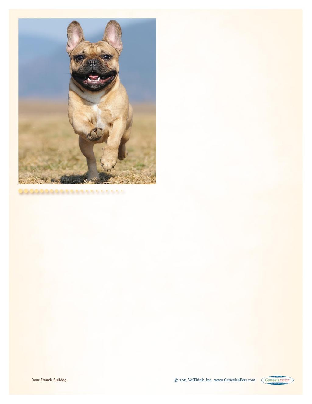 This guide contains general health information important to all canines as well as the most important genetic predispositions for French Bulldogs.