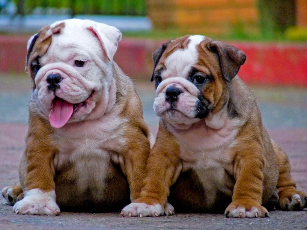Are English Bulldogs Unhealthy? Image Source: http://www.englishbulldogbreeder.net It is a common concern that English bulldogs are pretty unhealthy.