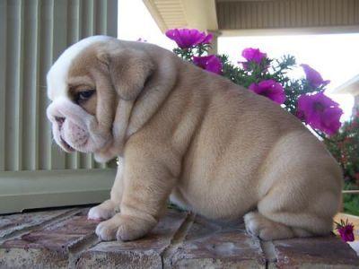Why Are Bulldogs So Expensive Image Source: https://www.pinterest.com Compared to some of the other dogs that you can choose, the bulldog is usually expensive.