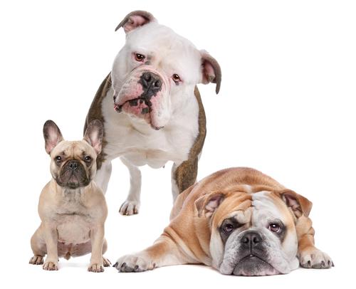 What is the Average Lifespan for a Bulldog? Image Source: http://www.justcatsanddogs.com The bulldog does not have a very long lifespan compared to some other breeds you may choose.
