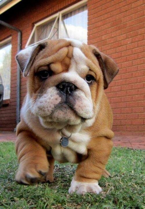 Do Bulldogs Shed Much? Image Source: https://www.pinterest.com Both kinds of bulldogs come from the short hair breeds.