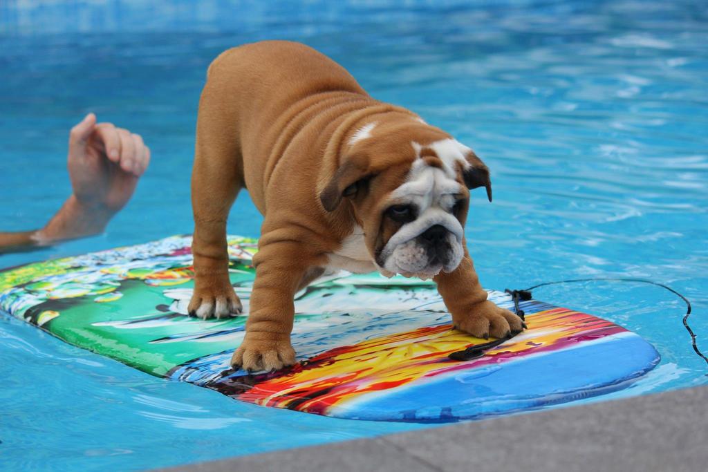 Can My Bulldog Swim? Image Source: https://baggybulldogs.wordpress.com A common question that people will ask is whether their bulldog is able to swim.