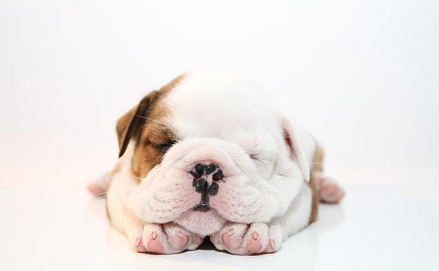Bulldog Paw Problems Image Source: https://baggybulldogs.wordpress.com Just like with any dog, your bulldog can have some issues with their paws.