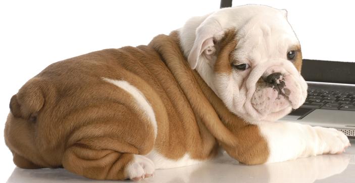 How to Clean Bulldog Folds and Wrinkles Image Source: http://naturaldogcompany.com Bulldogs are wrinkly creatures and the older they get, the more the wrinkles are going to appear all over them.