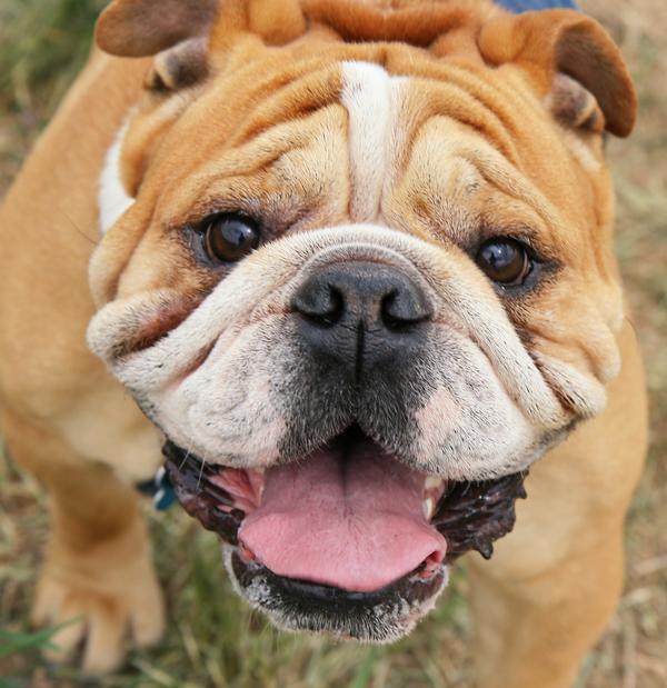 Ways to Help the Bulldog Breathe Easier Image Source: http://www.dogster.