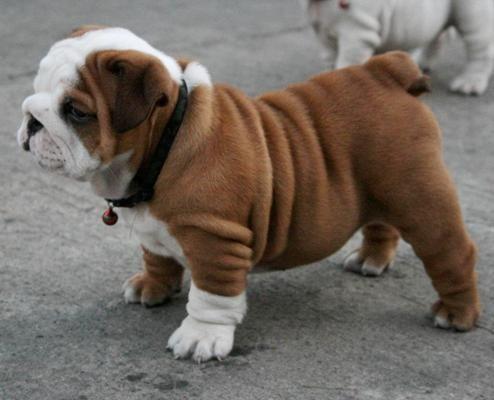 English Bulldog Image Source: https://www.pinterest.com This bulldog is short, thick, and a really strong dog.